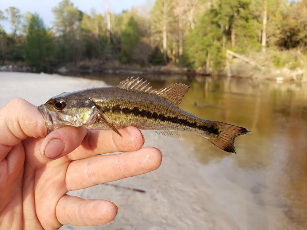 Bass, Choctaw BradleyR